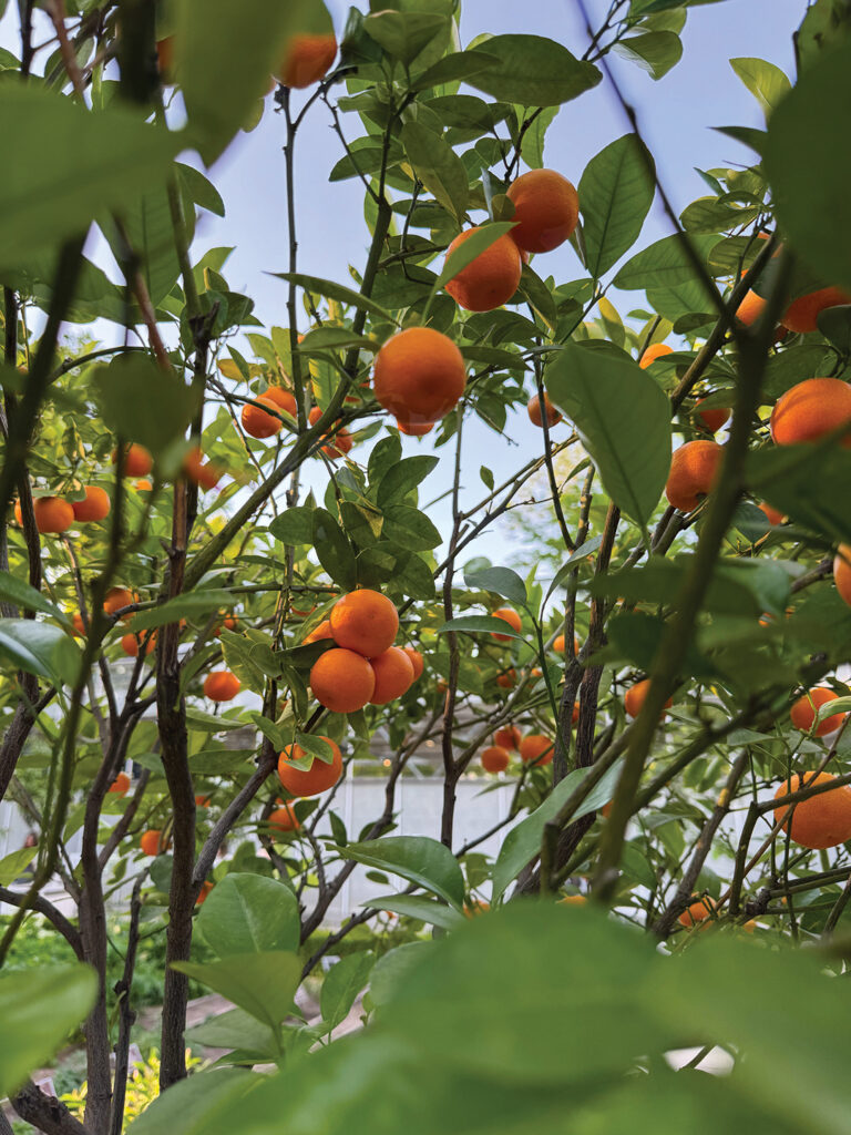 Lush orange tree displays ripe fruit surrounded by vibrant green leaves