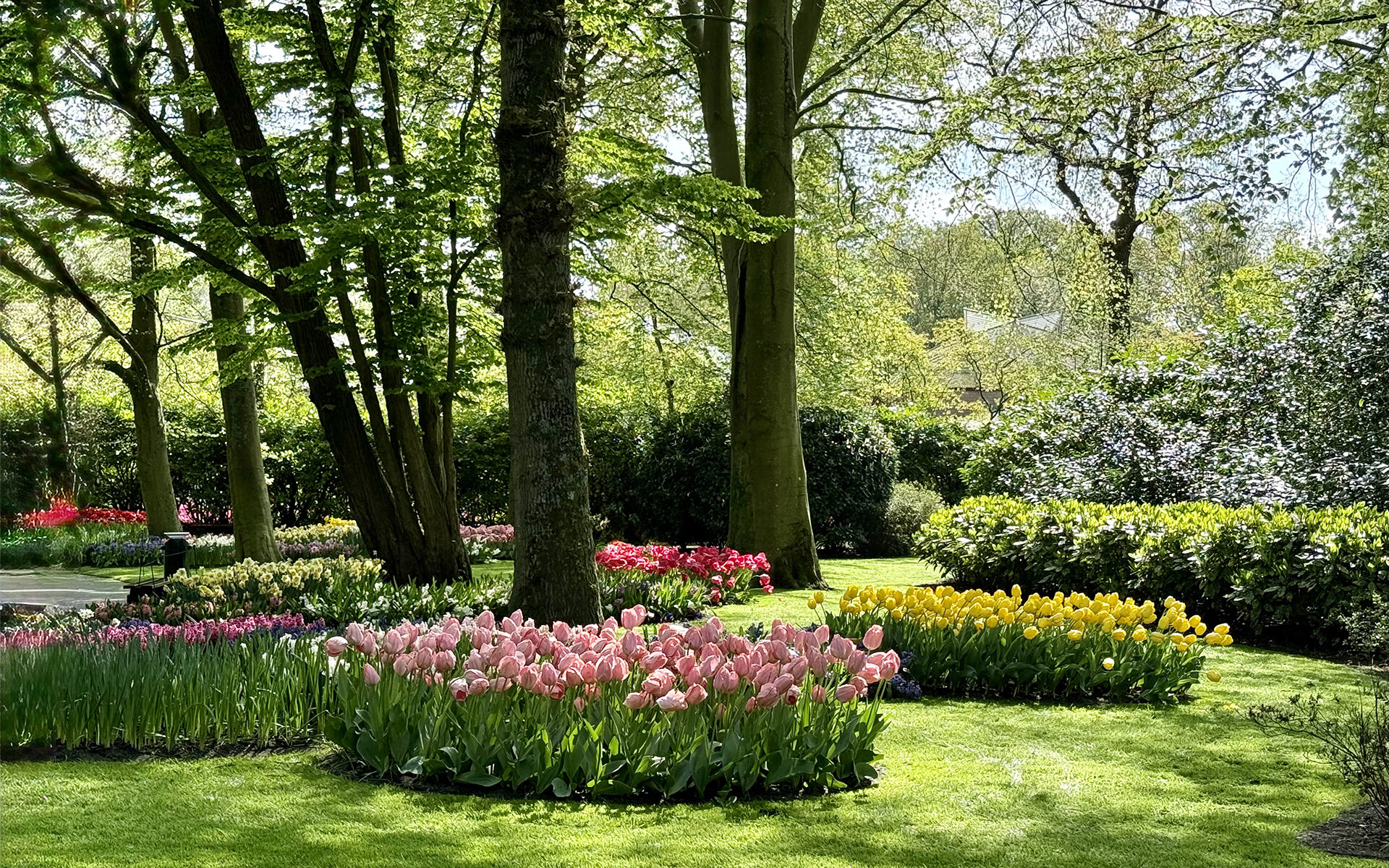 Exploring the Netherlands in spring: Tulip fields, storybook villages, and canal-lined charm