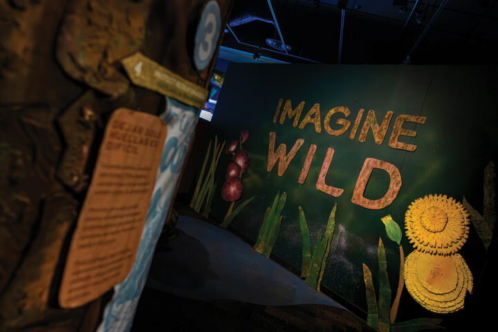 Imagine Wild: Mountain Yellow-legged Frog