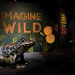 Imagine Wild: Mountain Yellow-legged Frog
