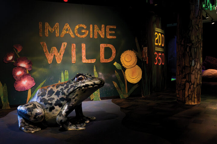 Imagine Wild: Mountain Yellow-legged Frog