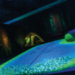 Imagine Wild: Mountain Yellow-legged Frog