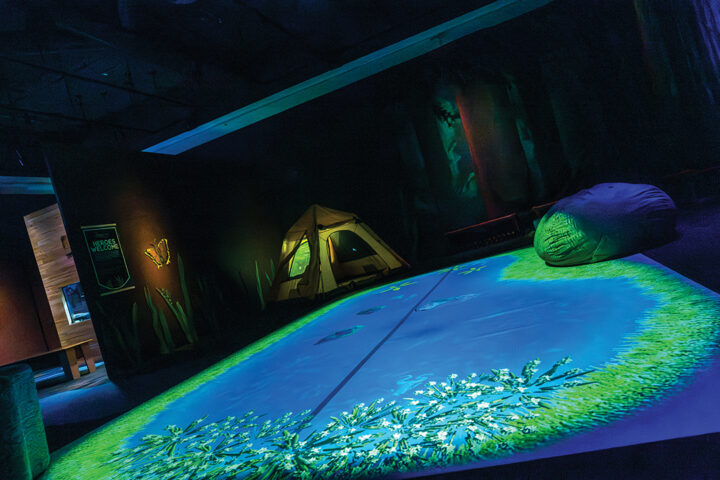 Imagine Wild: Mountain Yellow-legged Frog