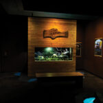 Imagine Wild: Mountain Yellow-legged Frog