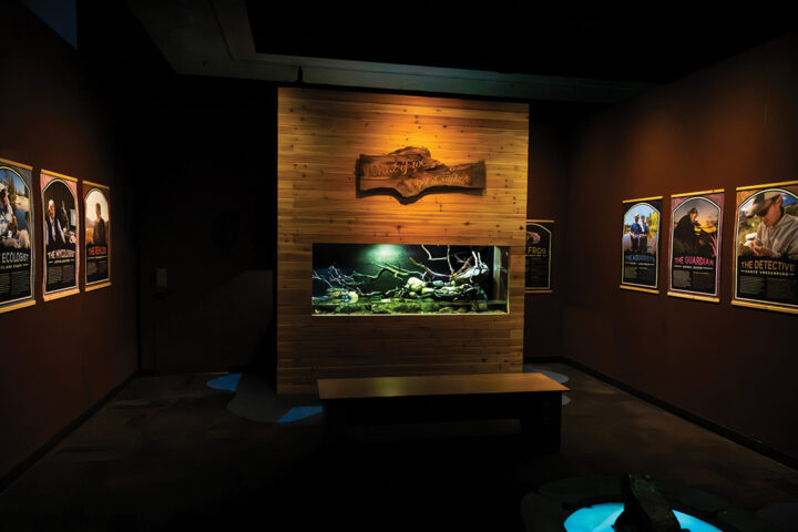 Imagine Wild: Mountain Yellow-legged Frog