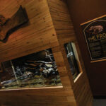 Imagine Wild: Mountain Yellow-legged Frog