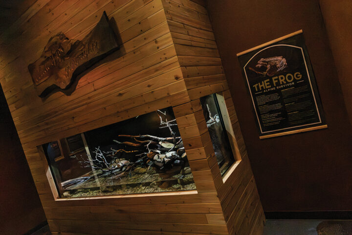 Imagine Wild: Mountain Yellow-legged Frog