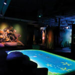 Imagine Wild: Mountain Yellow-legged Frog