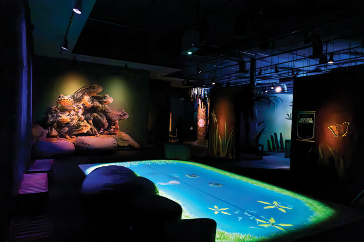 Imagine Wild: Mountain Yellow-legged Frog