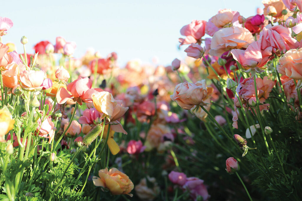 The Flower Fields