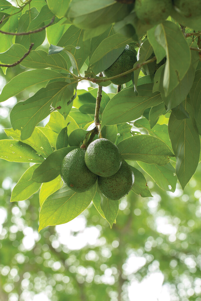 Avocado on plant or Raw avocado on tree fresh product in Thailand's organic farm,Avocado fruit on tree useful for works like brochure, magazine, food business or other industrial