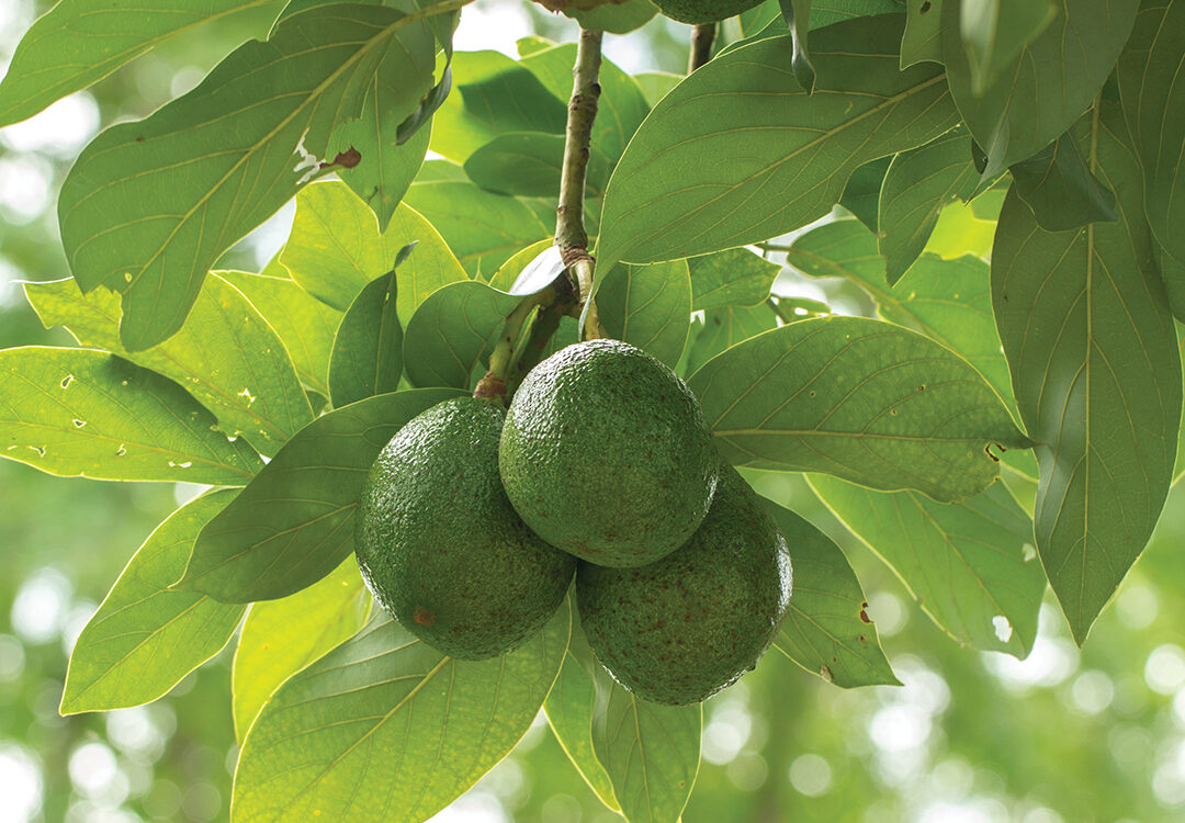 Avocado on plant or Raw avocado on tree fresh product in Thailand's organic farm,Avocado fruit on tree useful for works like brochure, magazine, food business or other industrial