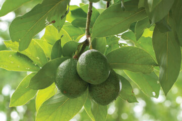 Avocado on plant or Raw avocado on tree fresh product in Thailand's organic farm,Avocado fruit on tree useful for works like brochure, magazine, food business or other industrial
