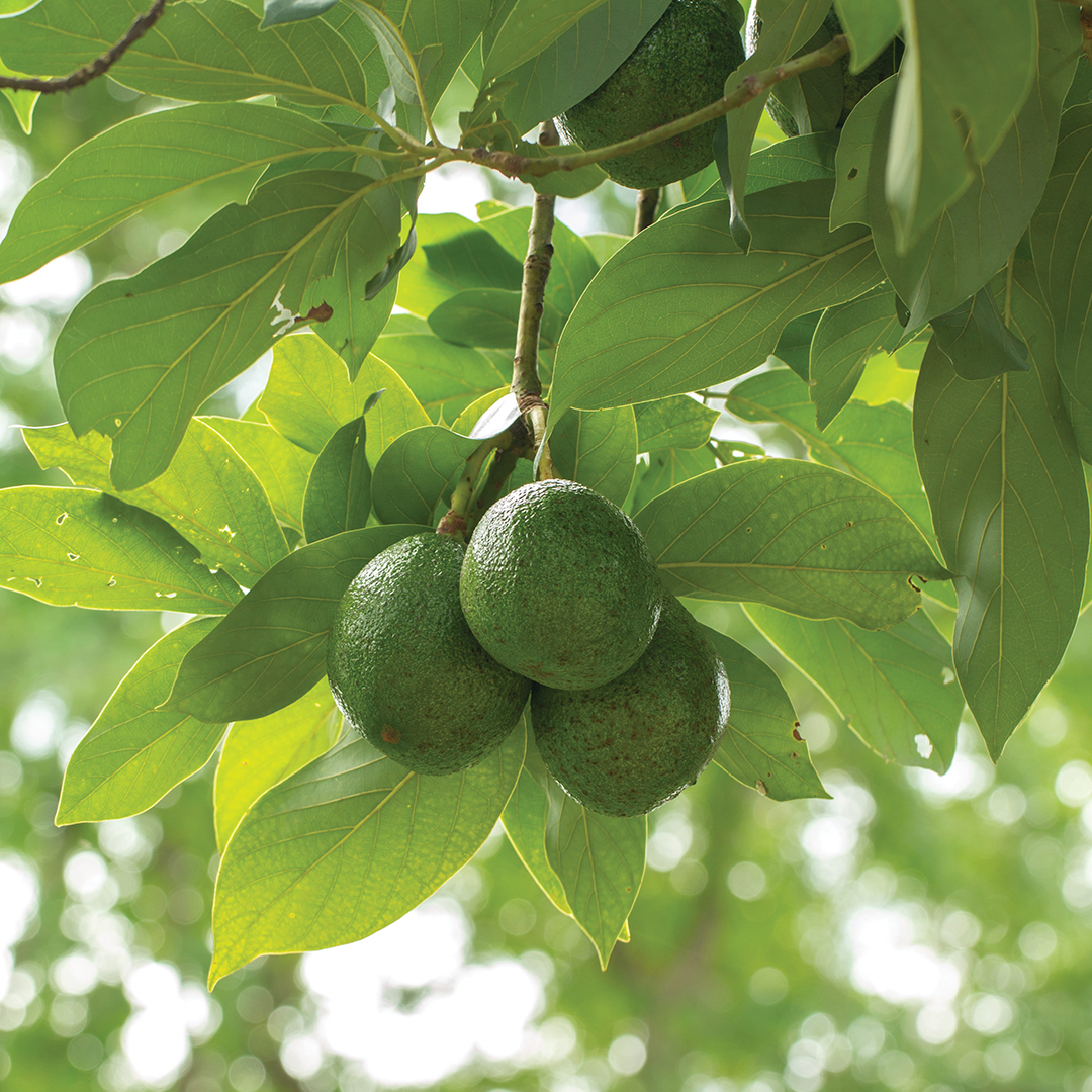 Avocado on plant or Raw avocado on tree fresh product in Thailand's organic farm,Avocado fruit on tree useful for works like brochure, magazine, food business or other industrial