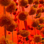 Orange marigolds are the official flower of the Die de los Muertos celebrations