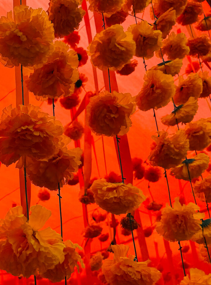 Orange marigolds are the official flower of the Die de los Muertos celebrations