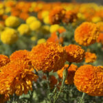 Cempasúchil is the bright orange Mexican marigolds used as decor during Dia de los Muertos