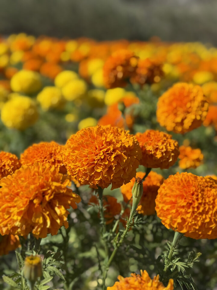 Cempasúchil is the bright orange Mexican marigolds used as decor during Dia de los Muertos