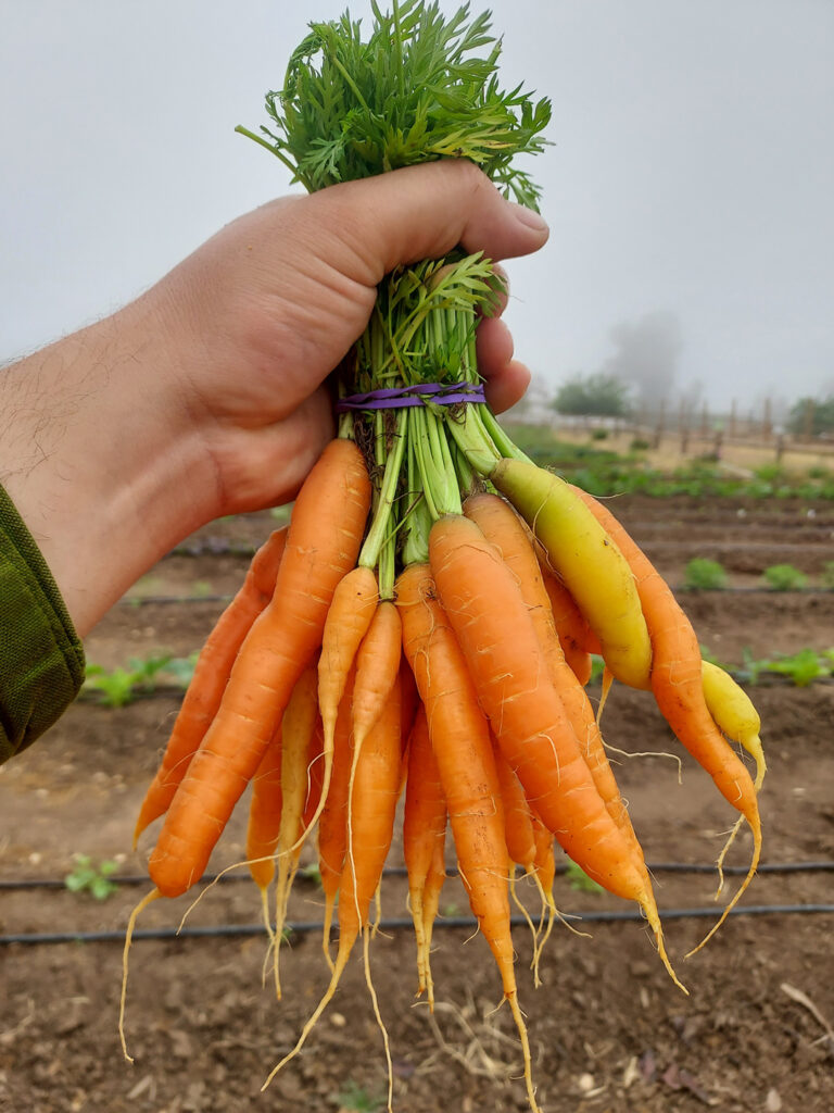 Alpine Acres Sanctuary Farm celebrates the fall harvest