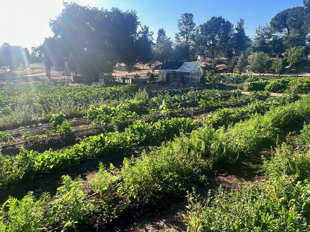 Alpine Acres Sanctuary Farm celebrates the fall harvest