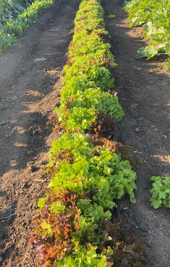 Alpine Acres Sanctuary Farm celebrates the fall harvest