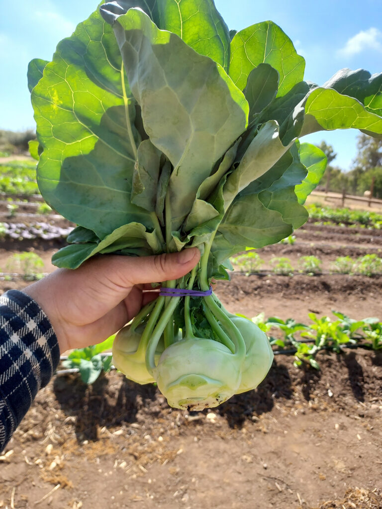 Alpine Acres Sanctuary Farm celebrates the fall harvest