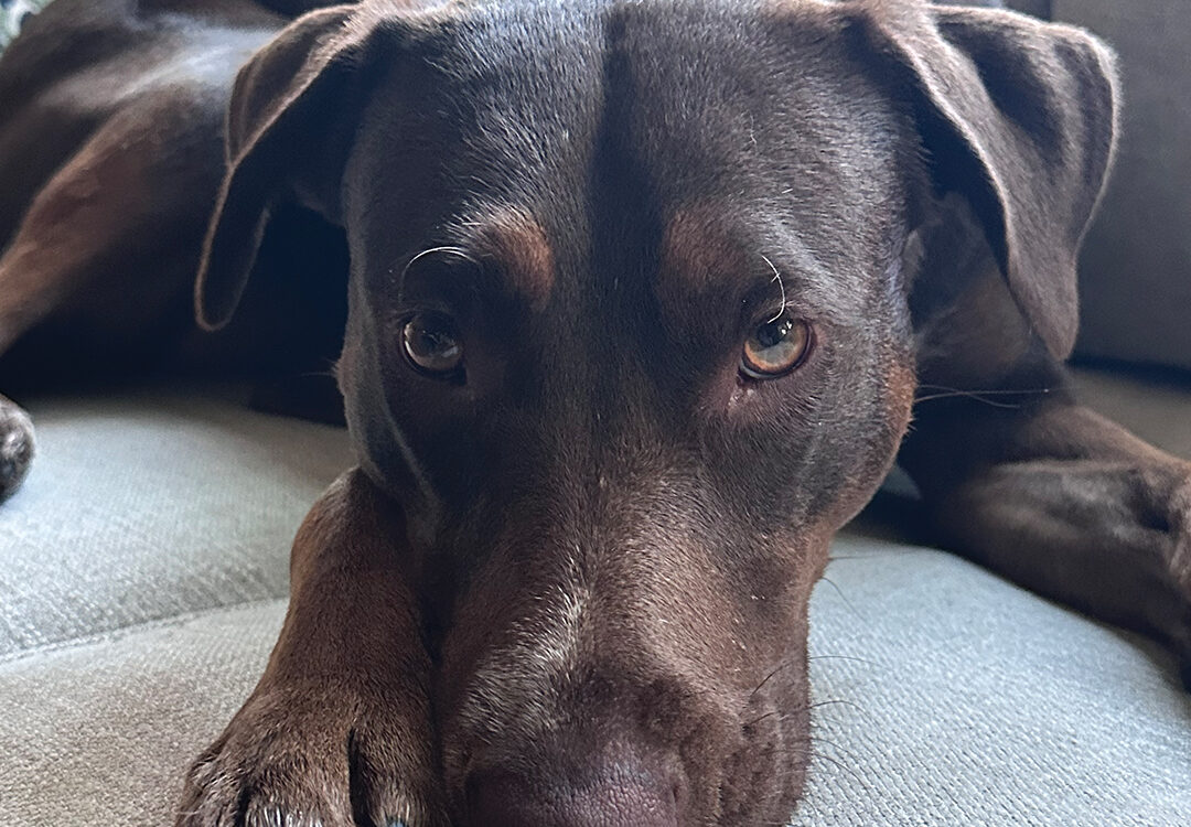 San Diego Humane Society alumna Tessa Murphy