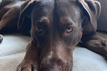 San Diego Humane Society alumna Tessa Murphy