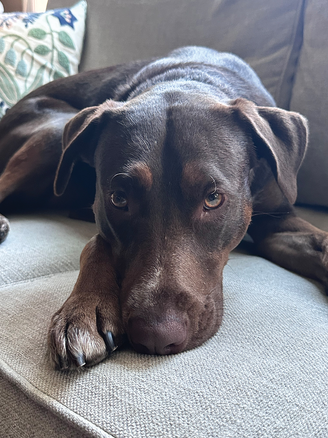 San Diego Humane Society alumna Tessa Murphy
